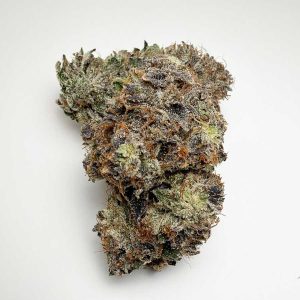 Lso pine tar AAAA+ large buds