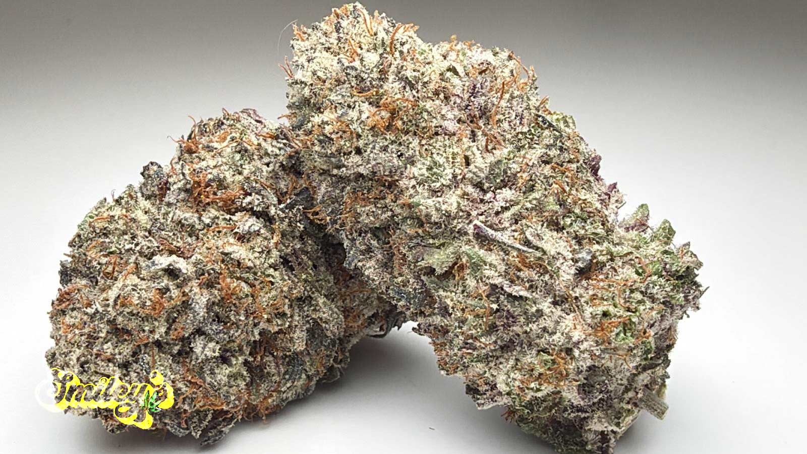 Lso-Blue-Lobster-AAAA+